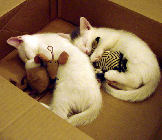 传奇教练战术解析:他们的“逆天”策略如何执行?,传奇主教练