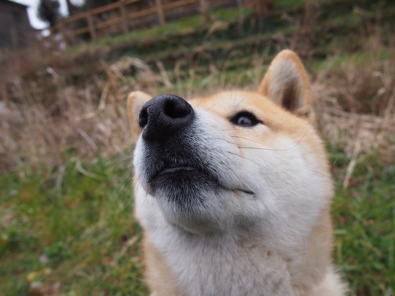全国足球志愿者服务队伍扩大,赛场保障更贴心,足球赛志愿者招募通知