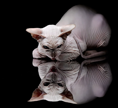 哥伦比亚马术协会出版“Sinjska Alka”历史专著,记录赛事发展历程。,哥伦比亚马夹